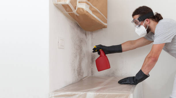 Professional Attic Mold Removal technician working in Ashland, NJ