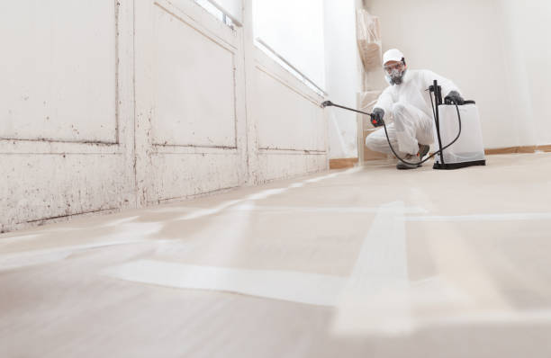 24/7 Emergency Attic Mold Removal experts in Ashland, NJ