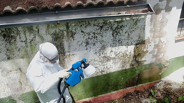 Trusted Attic Mold Removal service in Ashland, NJ - Cheap Mold Removal